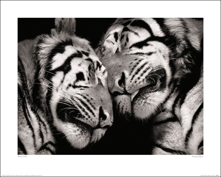 Marina Cano Sleeping Tigers 2007 40x50cm Art Print