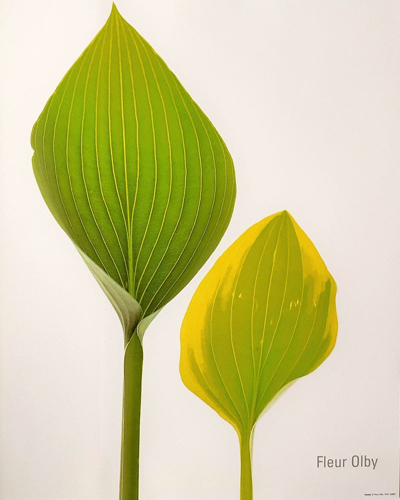 Fleur Olby Hostas 1999 40x50cm Art Print