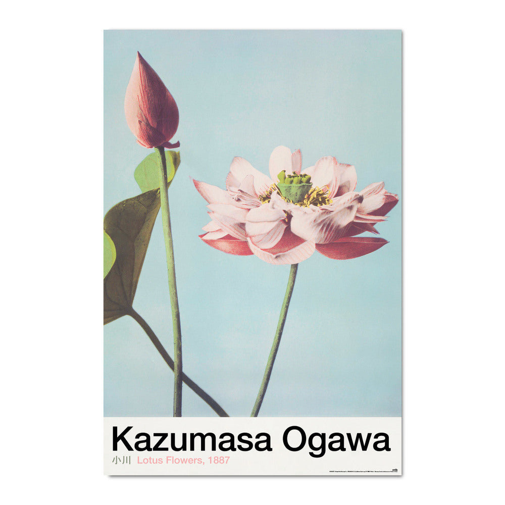 Lotus Flowers 1887 by Kazumasa Ogawa Japan Art Maxi Poster