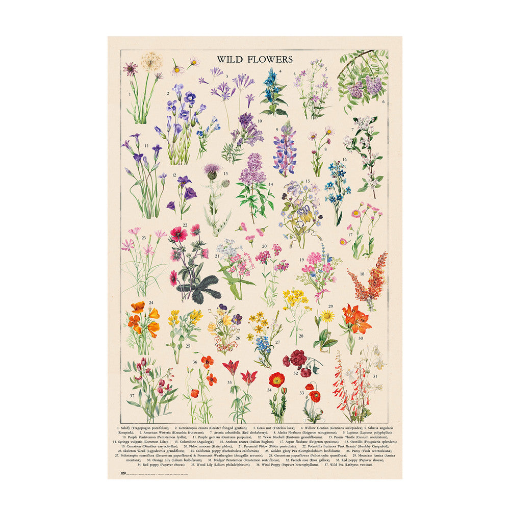 Botanical Wild Flowers Colour Montage 37 Different Species Maxi Poster