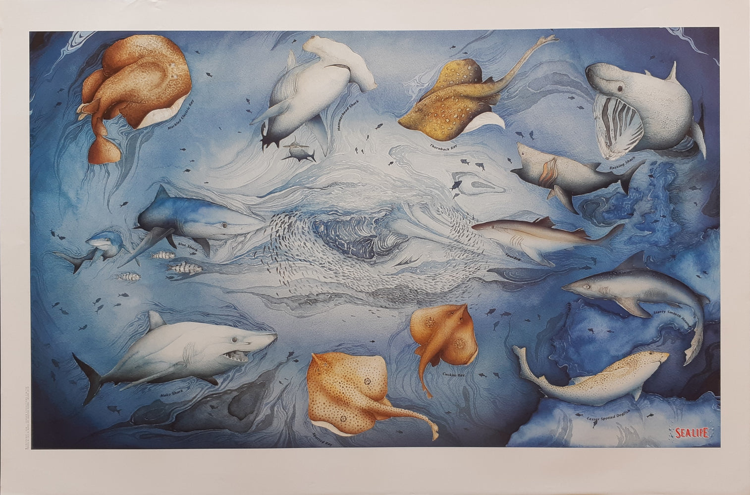 Sharks And Stingrays From Atlantic Ocean Collage Maxi Poster