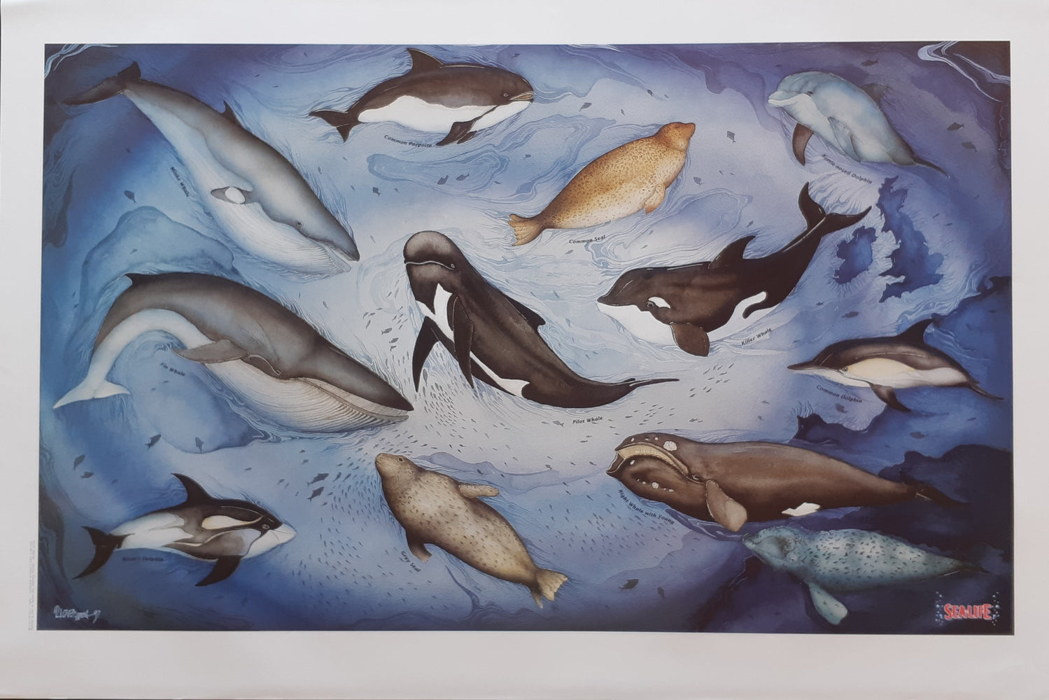 Whales Dolphins And Seals Collage Maxi Poster