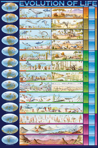 Evolution Of Life Chart Maxi Poster – Koolpixnz