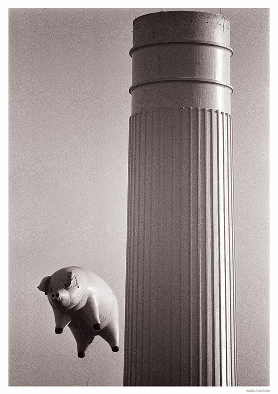 Pink Floyd Flying Pig Maxi Poster