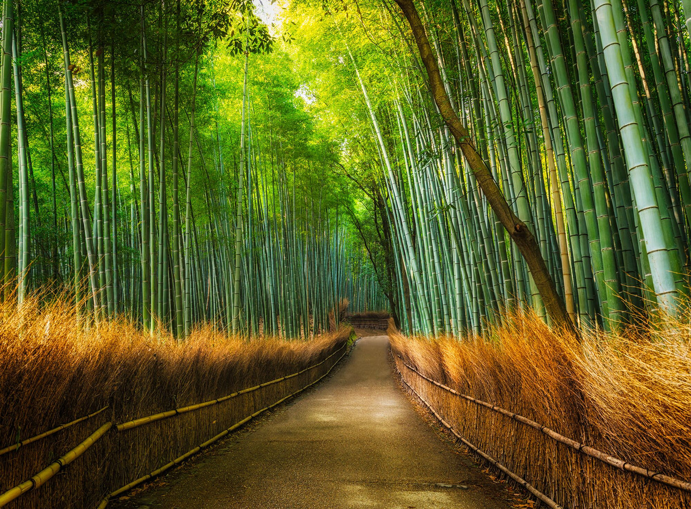 Bamboo Pathway Colour 3.15m x 2.32m 4 Piece Giant Wallpaper Wall Mural