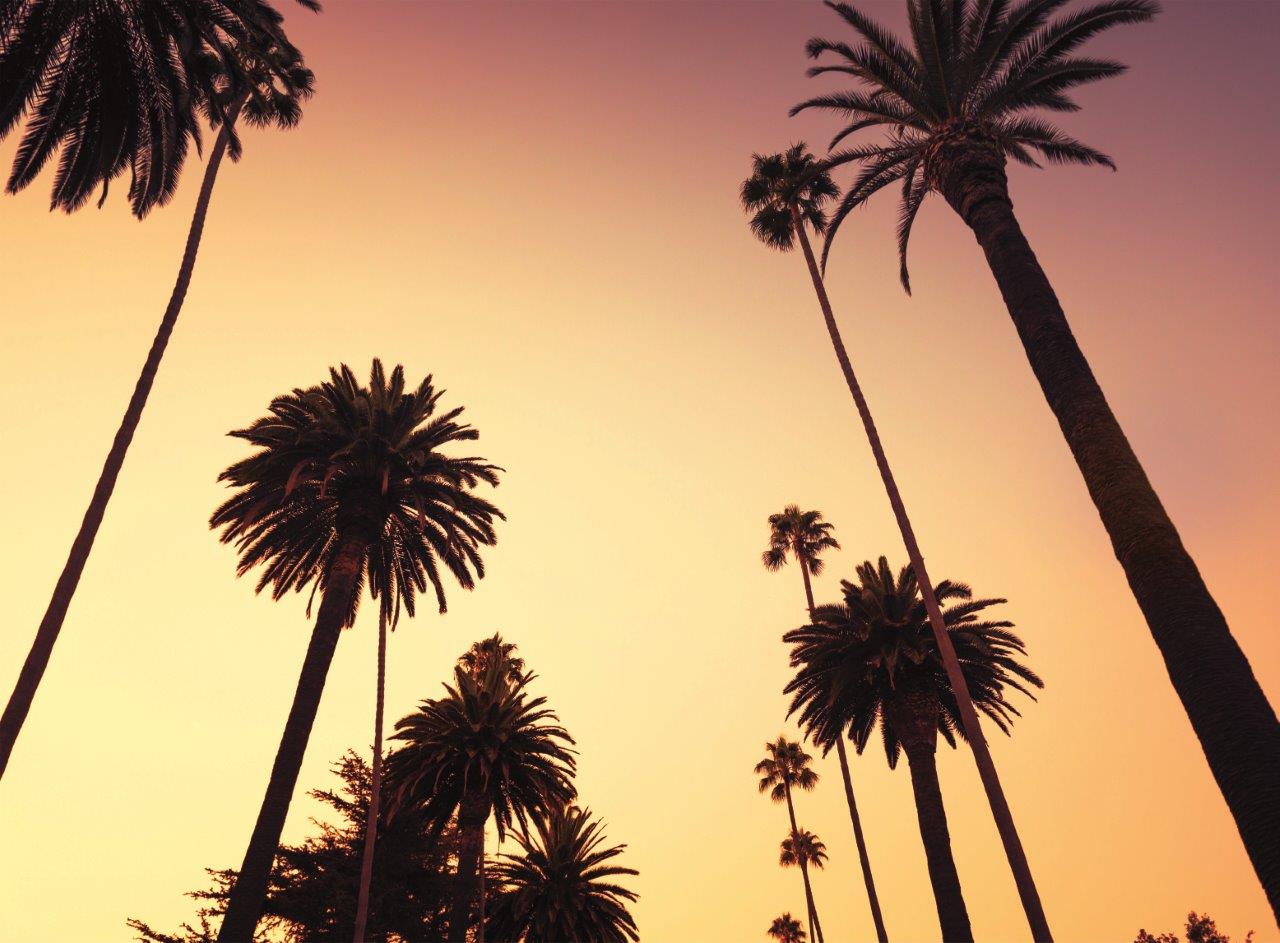 California Palms 3.15m x 2.32m 4 Piece Giant Wallpaper Wall Mural