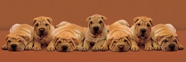 Sharpei Pups Montage By Keith Kimberlin 158x53cm Panoramic Door Poster