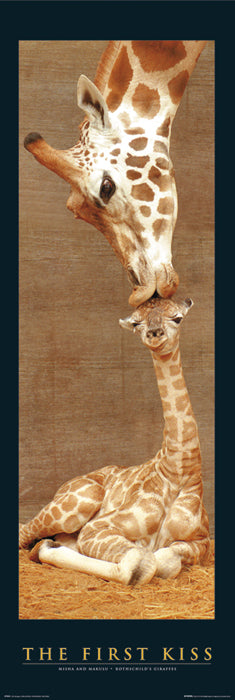 Giraffes First Kiss 158x53cm Door Poster