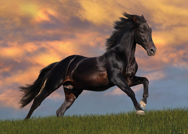 Fantasy Horse Hill Top Running 100x140cm Giant Poster