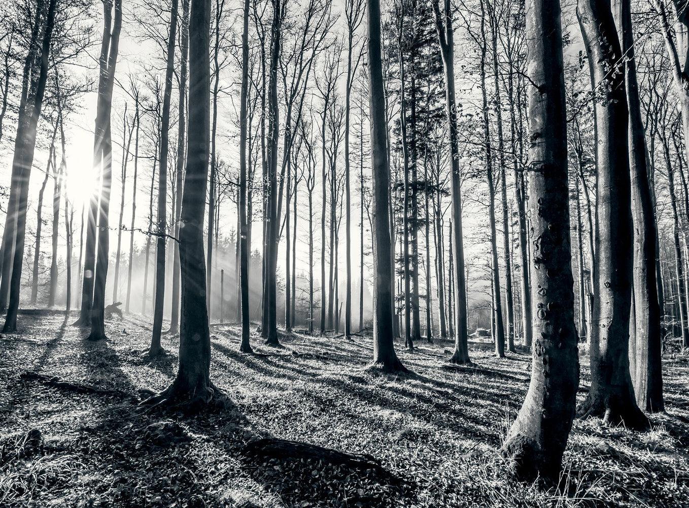Black And White Forest Trees 3.15m x 2.32m 4 Piece Giant Wallpaper Wall Mural