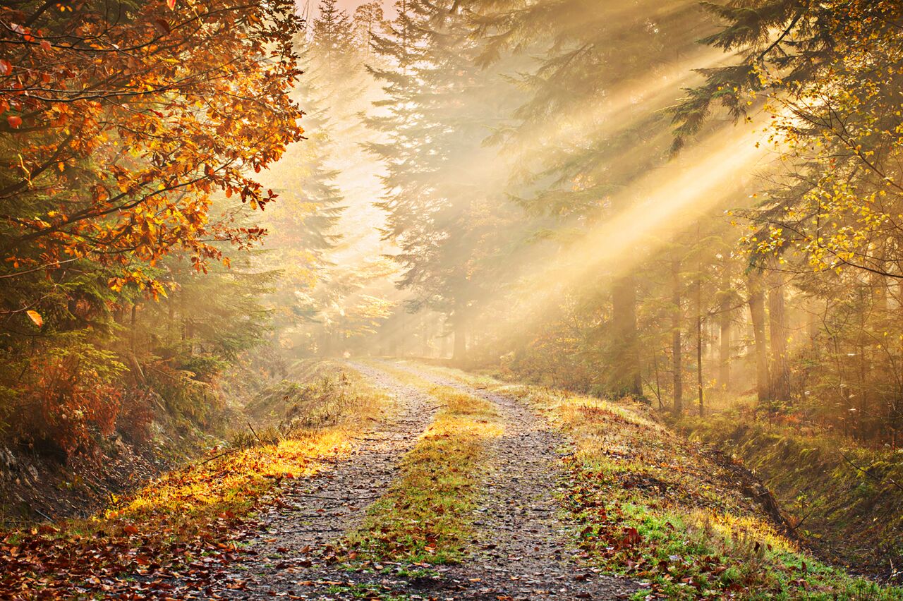 Autumn Forest Woodland 3.15m x 2.32m 4 Piece Giant Wallpaper Wall Mural