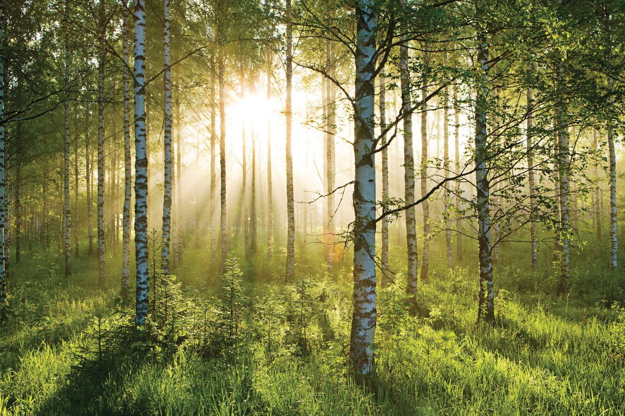 Forest Morning Sun 3.15m x 2.32m 4 Piece Giant Wallpaper Wall Mural