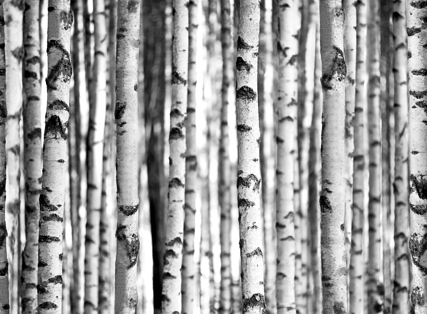 Birch Trees Black And White 3.15m x 2.32m 4 Piece Giant Wallpaper Wall Mural