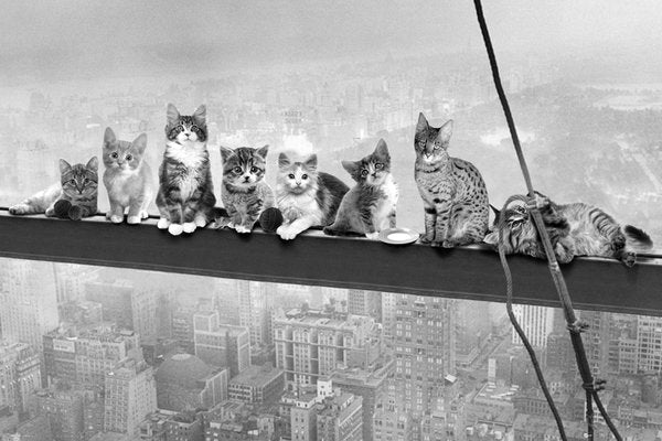 Cats On A Girder Maxi Poster