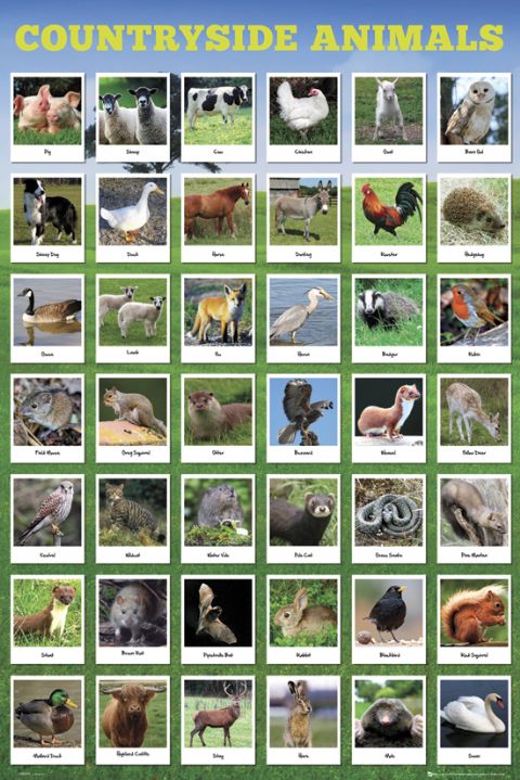 Countryside Animals Montage Maxi Poster