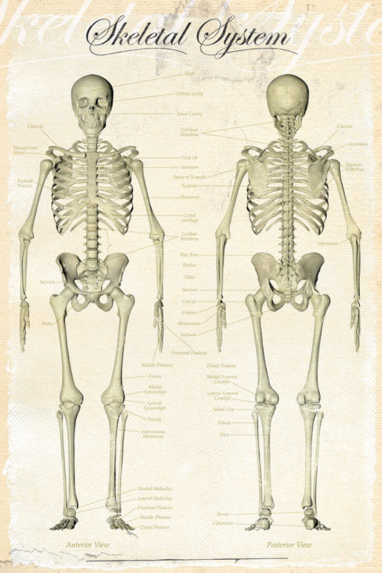 Skeletal System Anterior & Posterior