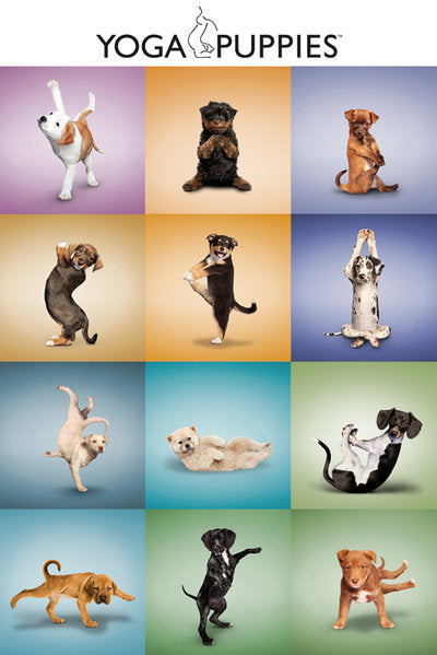 Yoga Puppies Maxi Poster