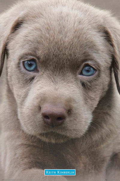 Puppy With Blue Eyes Maxi Poster
