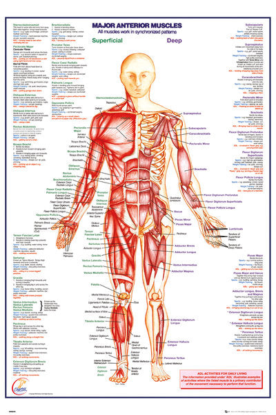 Major Anterior Muscles Superficial And Deep Maxi Poster