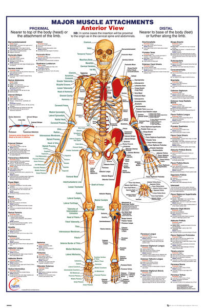 Major Muscle Attachments Anterior View Maxi Poster