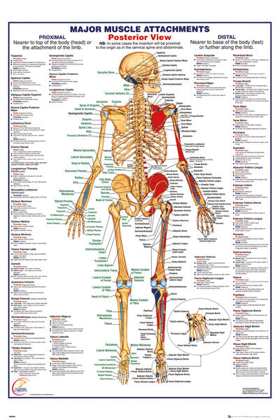 Major Muscle Attachments Posterior View Maxi Poster