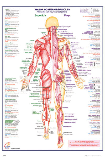 Major Posterior Muscles Superficial And Deep Maxi Poster