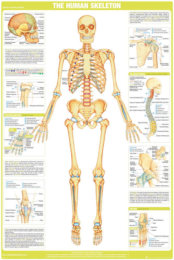 Chartex Human Skeleton Maxi Poster