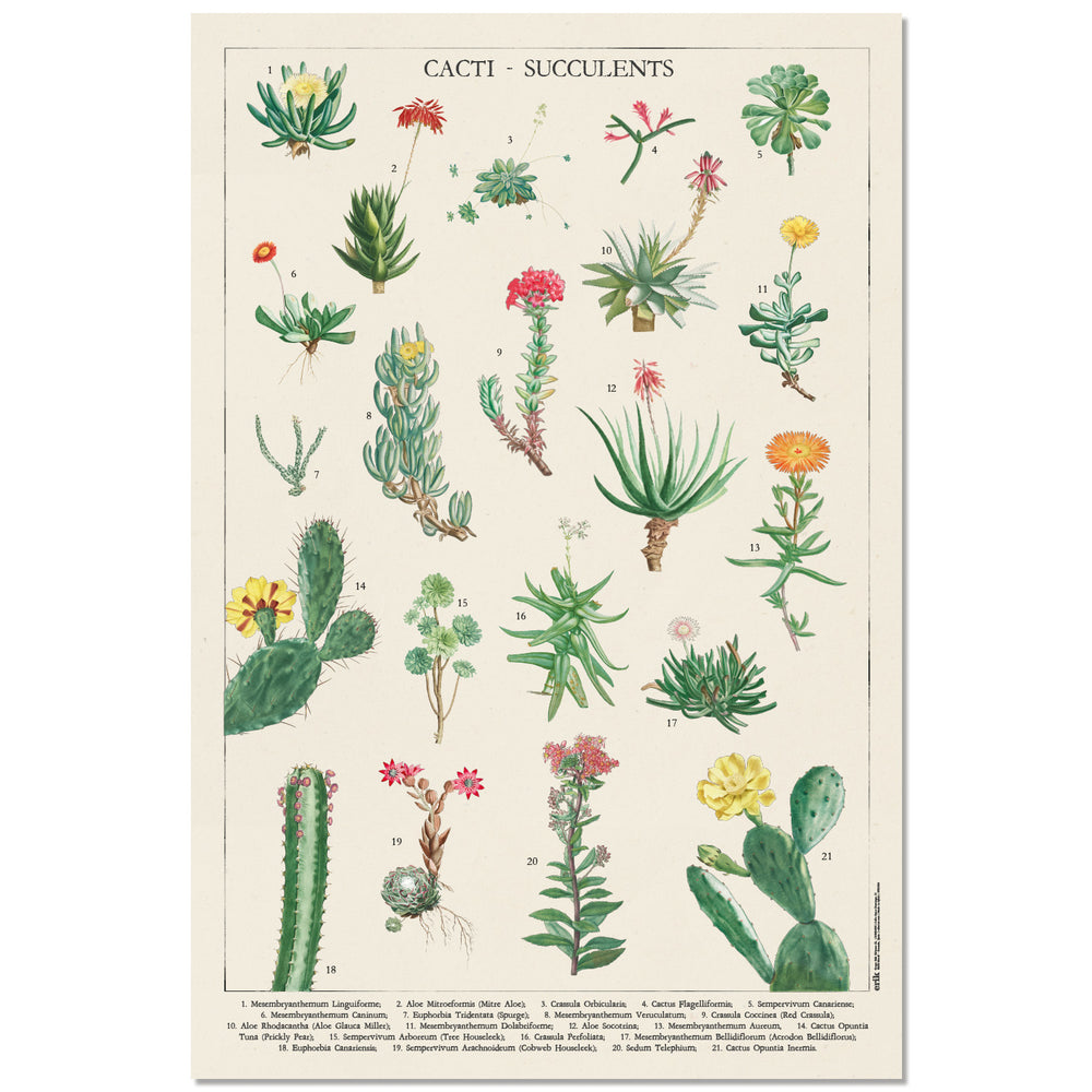 Cacti & Succulents Chart Maxi Poster