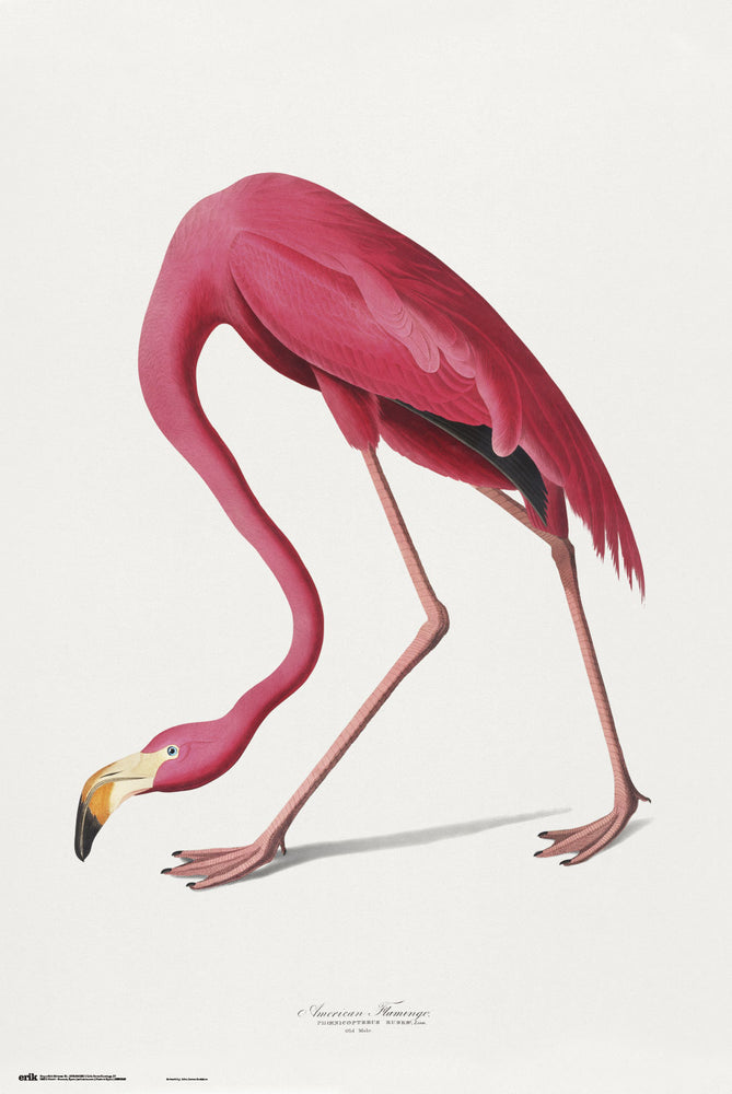 American Flamingo Maxi Poster
