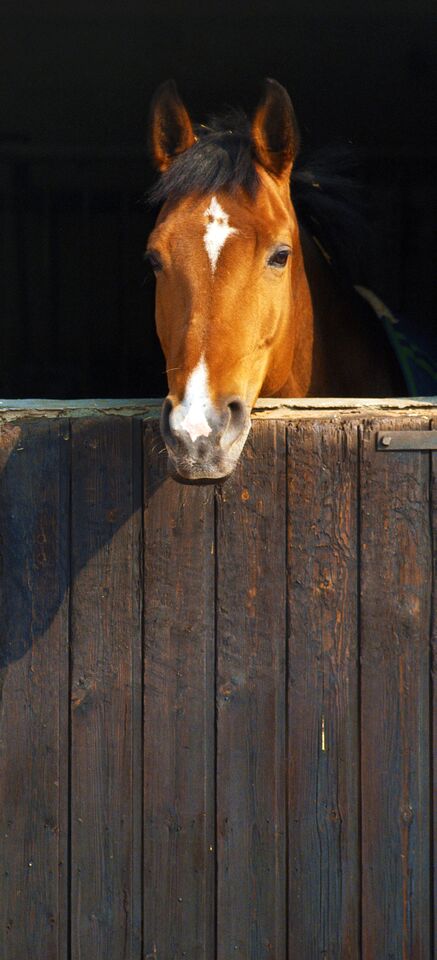 Horse In Barn .95m x 2.10m 3 Piece Door Wallpaper Wall Mural