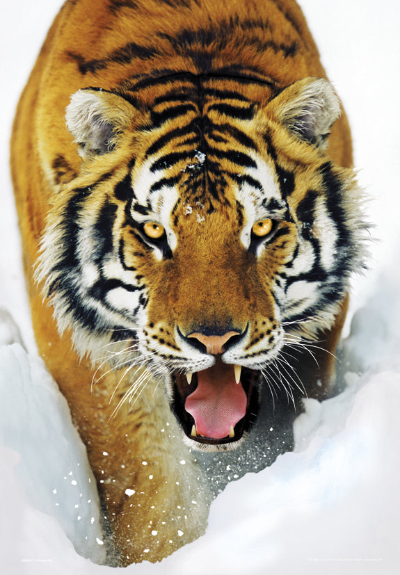 Tiger In The Snow Large 3D Lenticular Poster