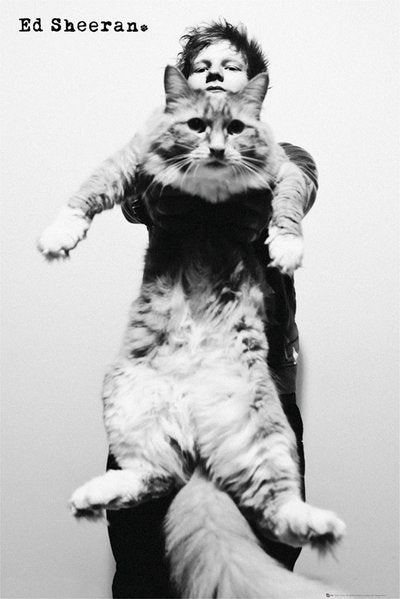 Ed Sheeran Cat Maxi Poster