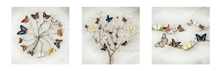 Wings Of Nature Butterflies By Ian Winstanley Slim Poster