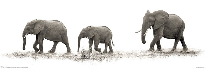 The Elephants By Mario Moreno Slim Poster