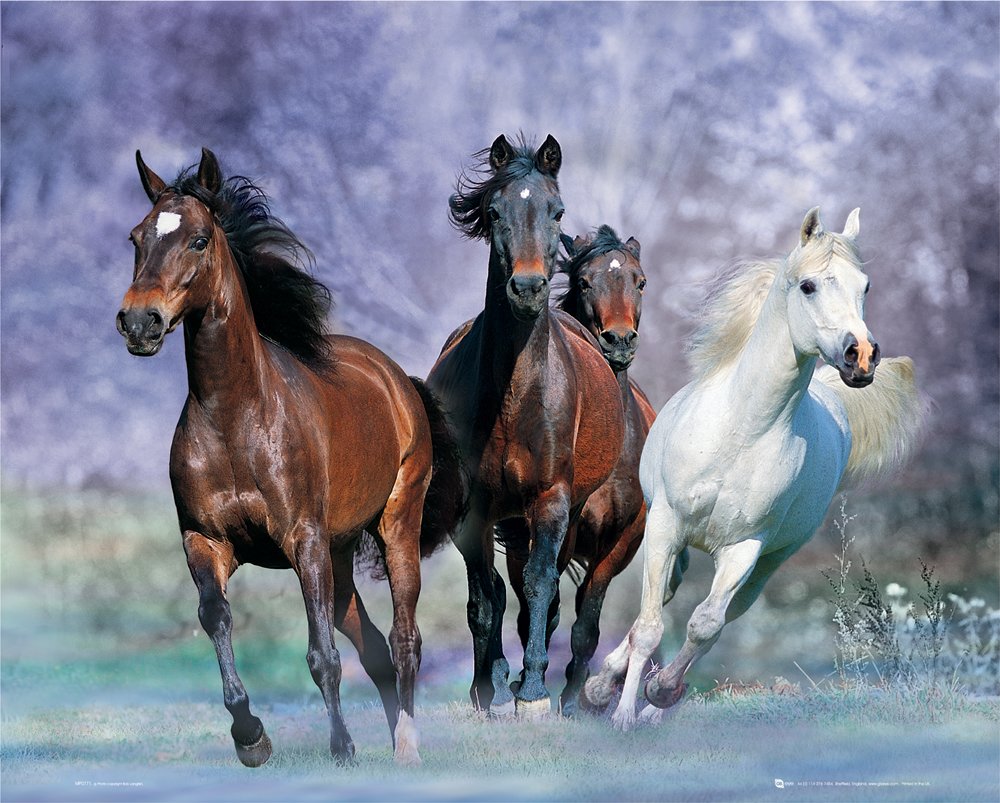 Horses Running At You Bob Langrish 40x50cm Mini Poster