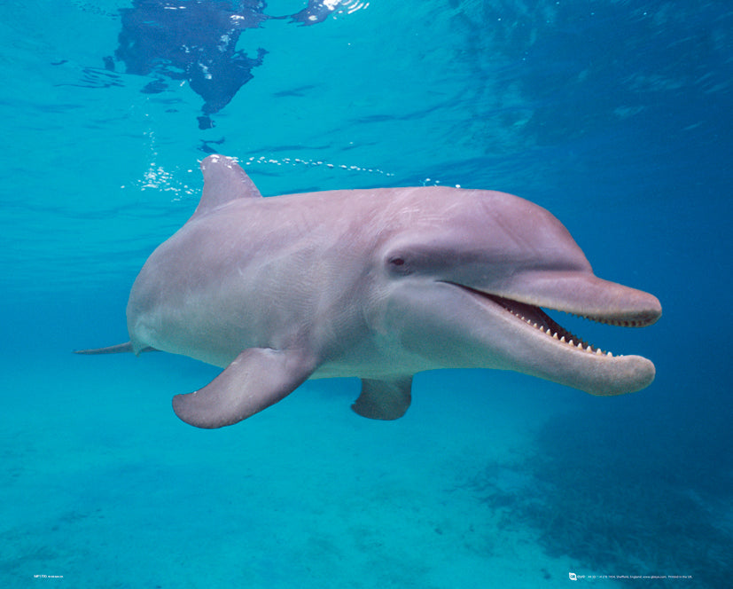 Dolphin Underwater 40x50cm Mini Poster