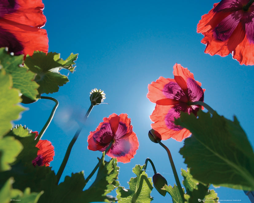 Poppies Against Blue Sky 40x50cm Mini Poster