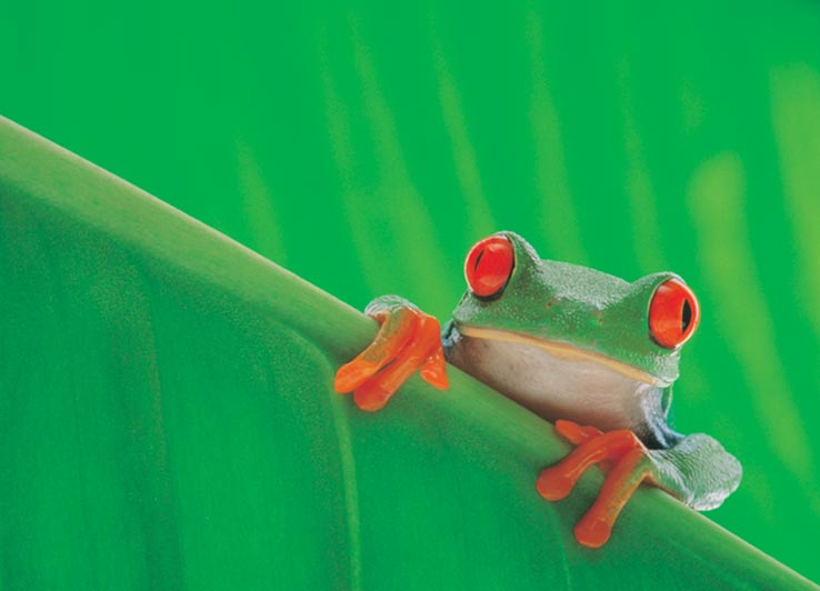 Red Eyed Frog Maxi Poster
