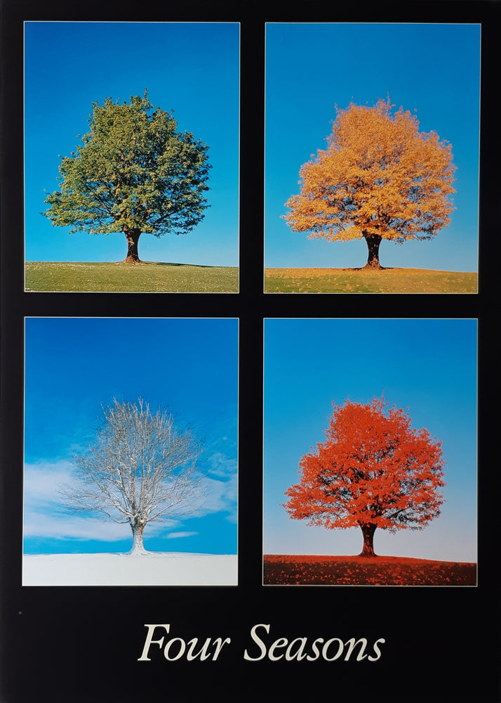 Four Seasons Of Trees Educational Maxi Poster