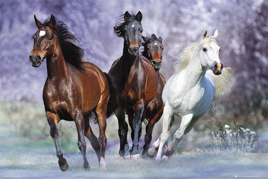Horses Running Straight At You Maxi Poster