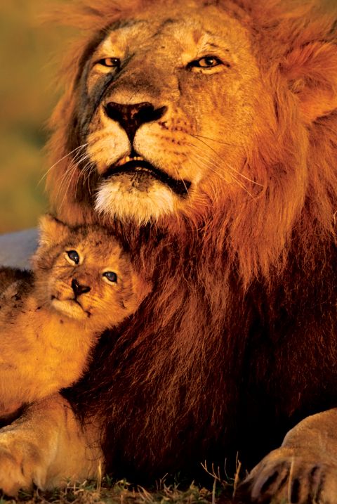 Lion And Cub Maxi Poster