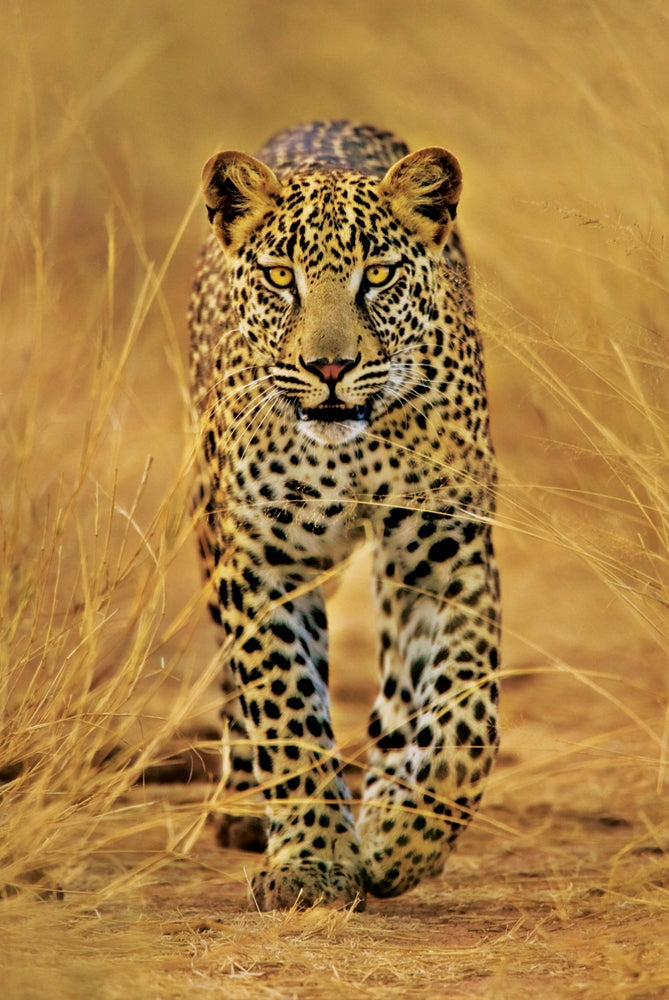 Leopard On The Prowl Wildlife Maxi Poster