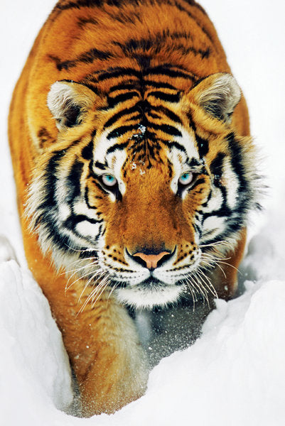 Tiger In The Snow Maxi Poster