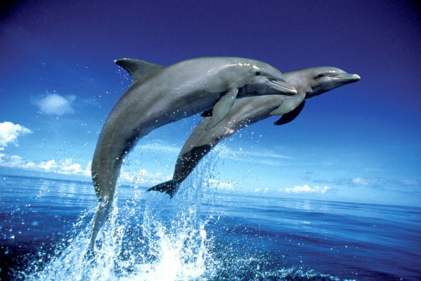 Two Dolphins Leaping Maxi Poster