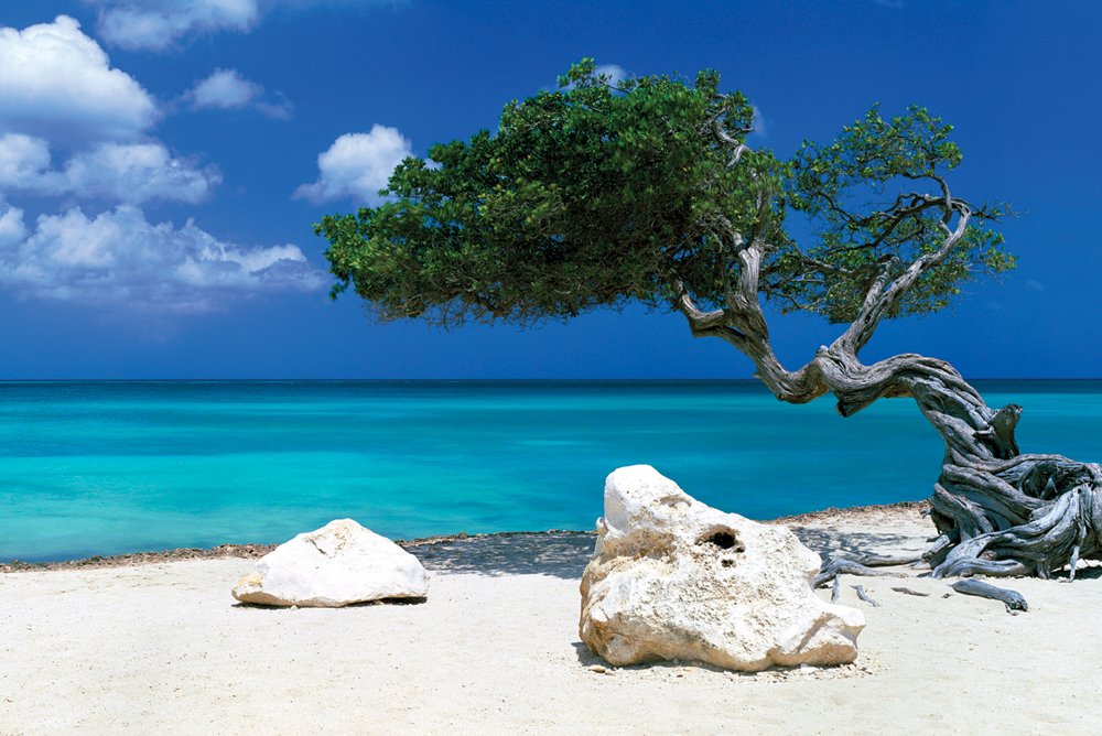 Divi Divi Tree On The Beach Maxi Poster