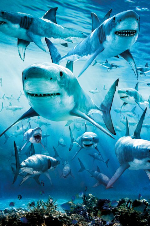Shark Infested Waters Maxi Poster