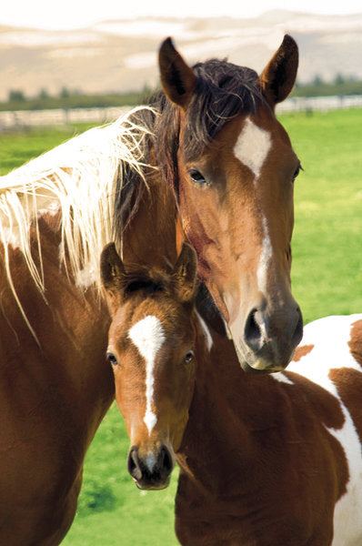 Mare And Foal Posing Maxi Poster