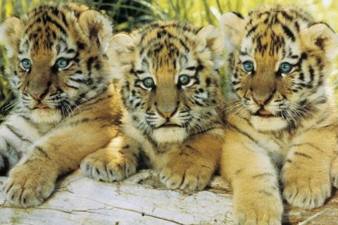 Tiger Cubs Maxi Poster