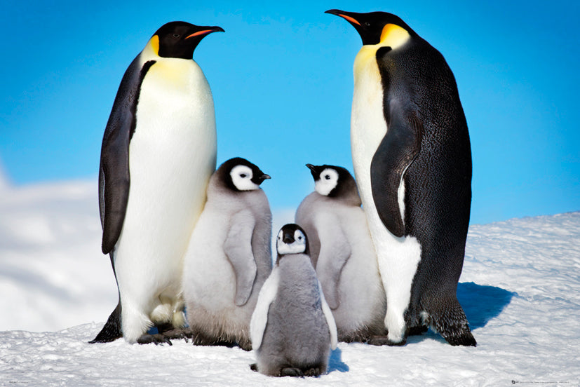 Penguin Family On Snow Maxi Poster