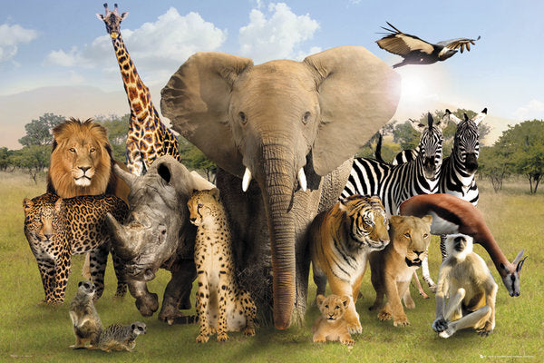 Wild Animal World Montage Maxi Poster